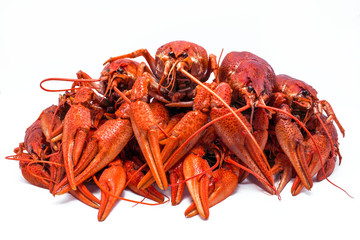red crawfish with large claws, isolated on white background.