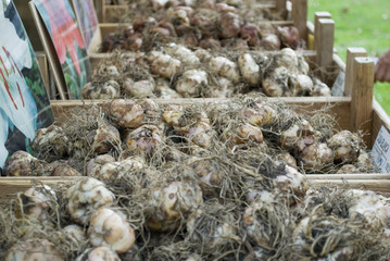 Bulbs of Lily (Lilium) flower market, planted in autumn in garden land, flower will shed late spring, with white flower (Lily Casablanca variety) or red, decorative, placed in cassettes of wood, Italy