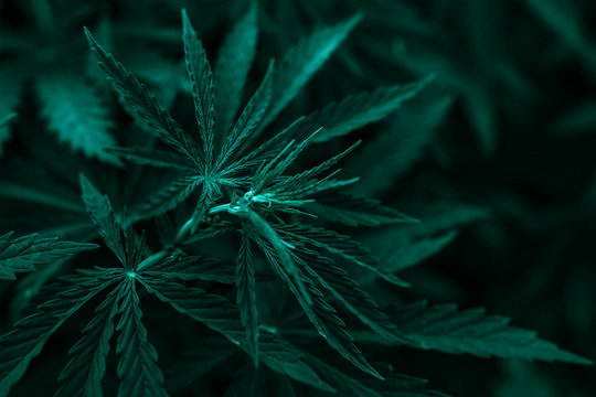  gold marijuana  background. bush cannabis.