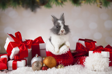Little bunny,Funny rabbit on Christmas background