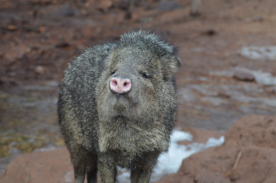 Adorable wild javerline pig standing on mud