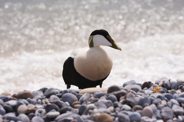 Closeup portrait of the male or drake of Eider duck sitting on the water line on the pebble beach of the coast of Nord sea on Helgoland island during the spring time. Wilderness nature and beautiful