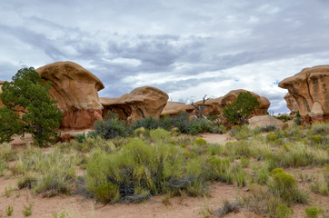 carved pillars and other sandstone formations at Devils Garden in Grand Staircase Escalante National Monument
Hole in the Rock Road, Garfield County, Utah, USA
