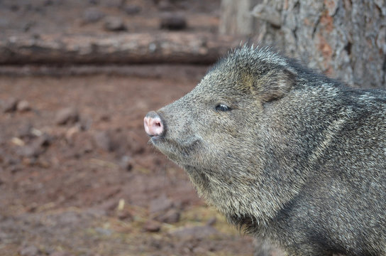 Wild beautiful peccary hog close up photo