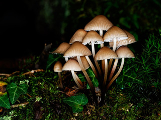 Beautiful small toadstools, unidentified species.