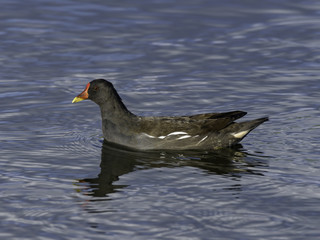 Common Moorhen Swimming