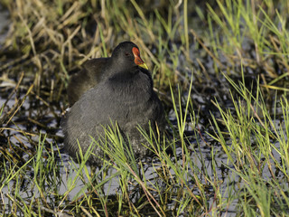 Fluffy Common Moorhen 