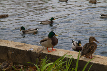 Mallard duck male standing on the shore of the pond.