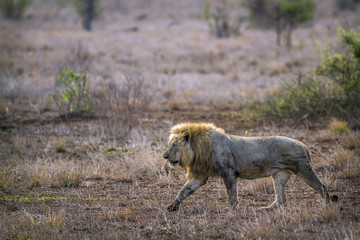 African lion in Kruger National park, South Africa