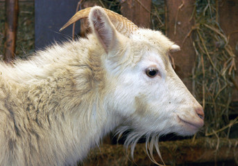 Fototapeta premium Акча