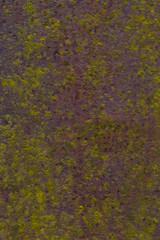 A sheet of rusty metal with mold.