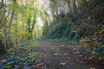 Forest of Halle (Saale), Germany on a sunny day in Autumn