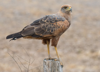 Savanna Hawk