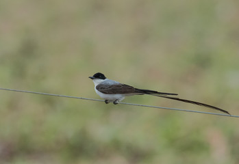 Bird on Wire