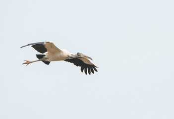 Bird in Flight