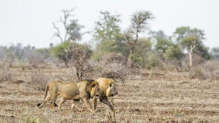 African lion in Kruger National park, South Africa