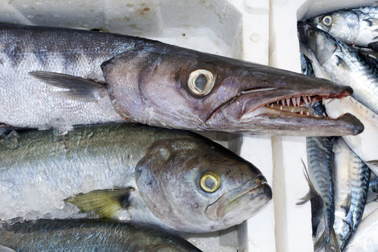 Fischmarkt mit Barakuda