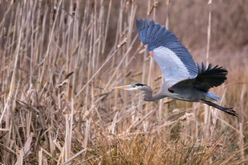 A Great Blue Heron flying low amongst reeds