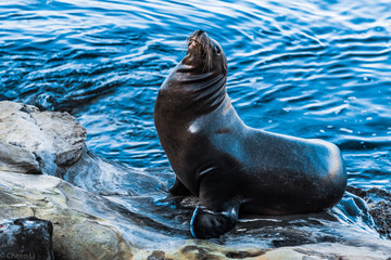 Fototapeta premium Cheeo Li in San Diego La Jolla 