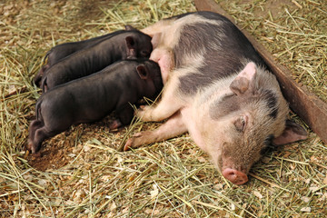 Pig with cute black piglets in petting zoo