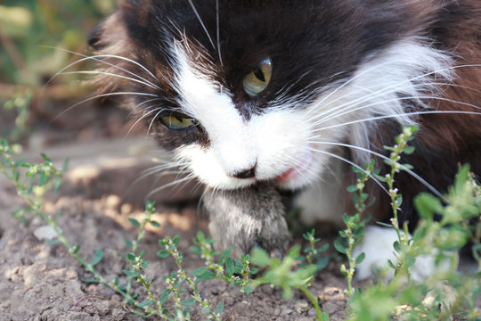 Cat eating mouse outdoors, closeup