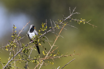 Namaqua Dove in Kruger National park, South Africa
