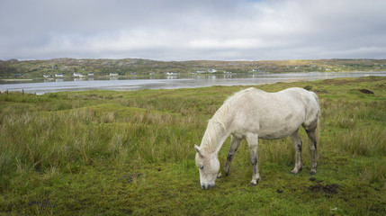 Cheval blanc moucheté d'Irlande de profil qui broute devant une rivière © Franck Legros