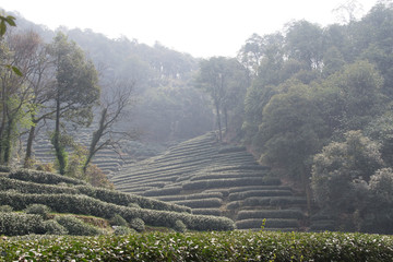 Longjing Dragon Well Tea fields on hillside in Longjing Village, Hangzhou China