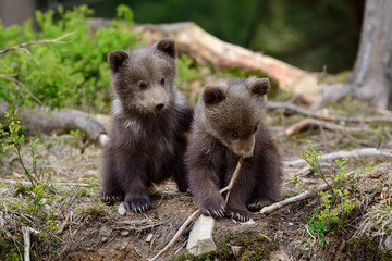 Brown bear cub