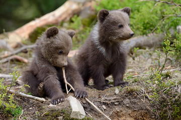 Fototapeta premium Brown bear cub