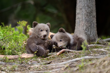 Fototapeta na wymiar Young brown bear in the forest