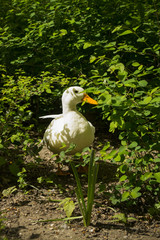 Ente