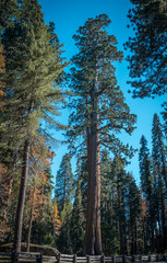 Majestic redwoods in Sequoia National Park, California, USA
