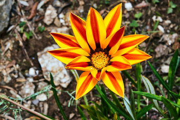 yellow flower gazania in spring  in France.