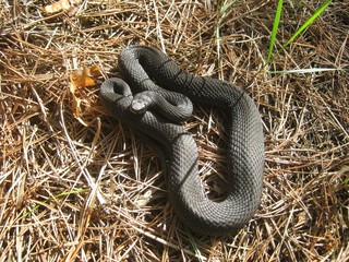 Schlange Reptil