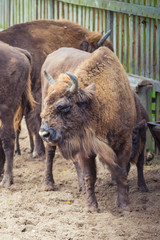 Fototapeta premium Wisente auf der Damerower Werder