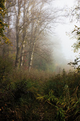 Fototapeta na wymiar Autumn landscape in forest. Old birches in heavy fog in morning. Mysterious mood