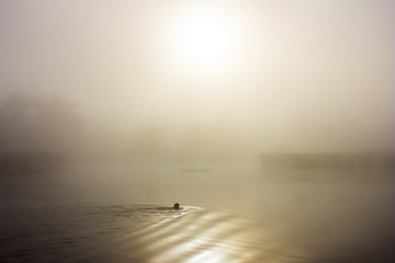 Autumn mysterious landscape. Man swims in morning mist. Sepia color. Healthy lifestyle.
