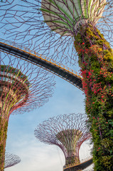 Obraz premium Jardins de Singapour