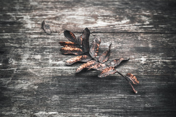 Fallen dry rowan tree leaf on wooden desk