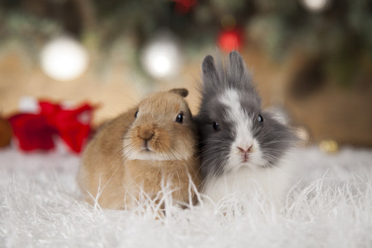 Funny bunny and Christmas background with winter decoration