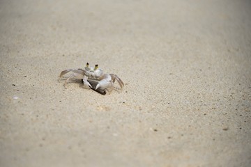 ghost crab on a tropical beach