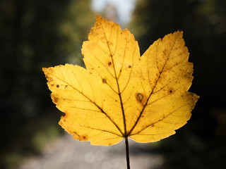 Fototapeta na wymiar Blatt im Gegenlicht Herbst