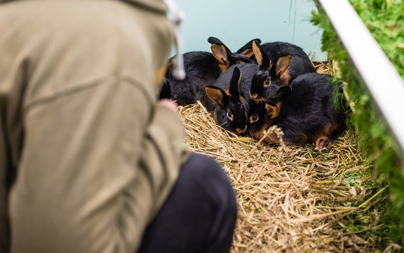 Lohe-Hasen beim Z&uuml;chter