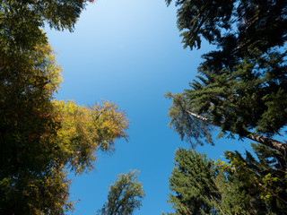Baumkronen vor blauem Himmel