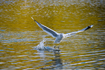 Seagull flying away from the surface of a calm still pond in autumn