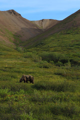 Fototapeta na wymiar Grizzly Bear - Alaska