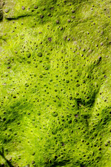 Mold, moss or bacterium made natural structure