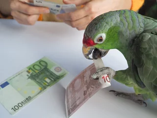 Foto op Canvas A large green parrot count Euro money. Funny parrot - financier.   © sablinstanislav