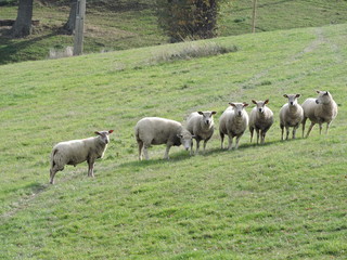 moutons